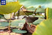 新疆玛纳斯湿地生态监测获突破 珍稀鸟类姬田鸡首次现身
